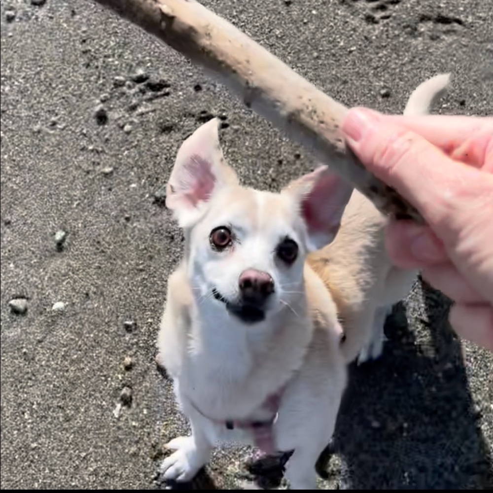 🔥AMBASSADOR🔥 - Picture 13 of 15